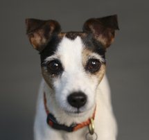 Angel was a sweet senior dog, who went into foster care because she was older. A few great photos and adoption events later, she found a fabulous home!