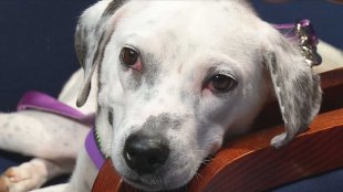 Animal Welfare officers said they recently launched an investigation after receiving reports of a hurt, starving dog in Southeast Oklahoma City.