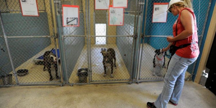 Hillsborough Animal Services Adoption