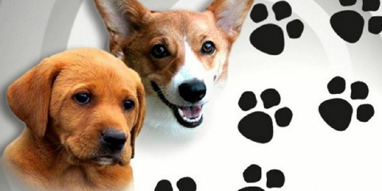 Tallahassee dogs adoption