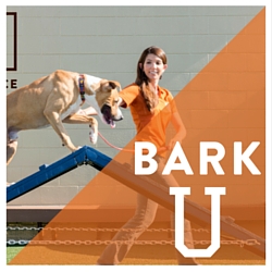 BARK (2)