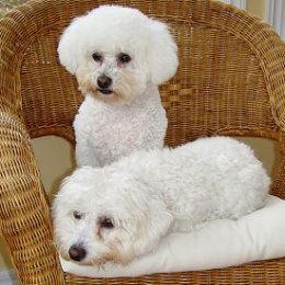 Bichon Frise dog breed