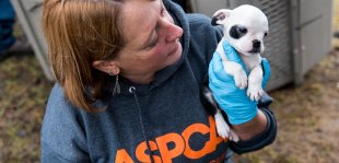 Breaking News: ASPCA Assists Authorities in Rescuing 50 Dogs from Michigan Puppy Mill