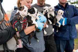 Breaking News: ASPCA Assists Authorities in Rescuing 50 Dogs from Michigan Puppy Mill