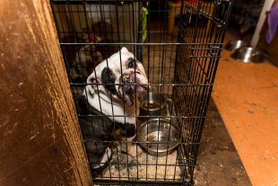 Breaking News: ASPCA Assists Authorities in Rescuing 50 Dogs from Michigan Puppy Mill