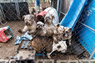 Breaking News: ASPCA Assists Authorities in Rescuing 50 Dogs from Michigan Puppy Mill