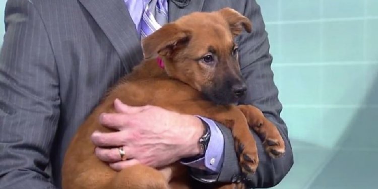 Cincinnati Pet Adoption