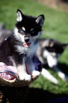 Close up front side view - A happy, perk-eared, bright blue-eyed, black with white Pomsky puppy is sitting in a wicker basket. In the background is a Husky laying down looking at the grass.