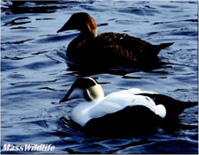 common_eider