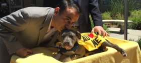 Councilman Ash Kalra announced his plan for a no-kill shelter alongside Peekaboo, a disabled pit bull.