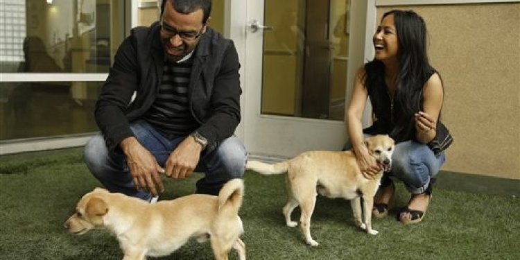 Orlando Humane Society dogs adoption