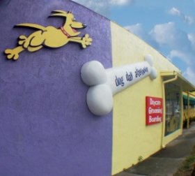 Dog Daycare in Orlando FL post image