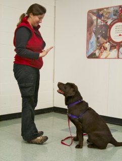 dog training classes in Boston's South End