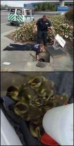 Duckling rescue by PHS/SPCA animal control officers