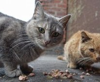 Feral Cats