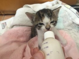 Foster kitten bottle feed