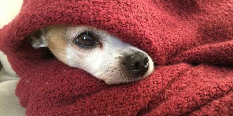 Orange County Animal Shelter Adoptable dogs