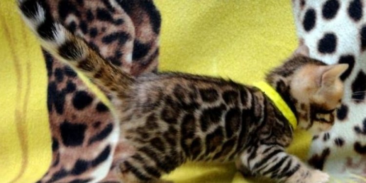Adoption kittens for Free