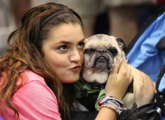 Julia Cerreta, 13, a volunteer with Compassionate Pug Rescue of Southern Florida, looks at her mother Cynthia, (not in photo), while holding, Spike, a 10 year-old Pug through the 2nd Annual Countdown 2 Zero pet use event sponsored by the Peggy Adams Animal save League and also the Palm Beach County Animal Care and Control Saturday Sept. 12, 2015 in the Palm seashore County Convention Center in western Palm Beach. Over thirty relief businesses introduced near 1,000 cats, puppies, bunnies and others pets for adoption. This past year 300 thirteen animals found a property during one day occasion,