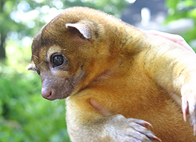 Kinkajou is an exotic pet from South America