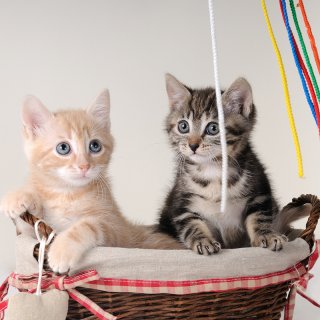 kittens in basket smaller