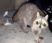 Largo raccoon control