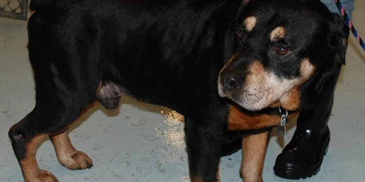 Pasco County Dog Adoption