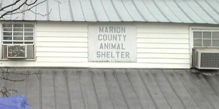 Marion County Florida Animal shelter