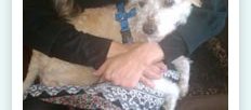 photo_lucky01 Papillon_adopted_pet