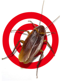 Pest Control and Exterminator Services in Orlando | Sterling Pest Control