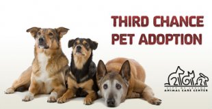Pet Adoption in Orange County, CA