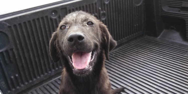 Dogs Rescue in Jacksonville FL