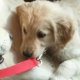 Adoption a Puppy Jacksonville FL