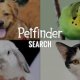 All Star Pet Rescue