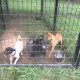 Animal Rescue Cincinnati, Ohio