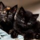 Animal Shelter for kittens