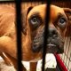 Animal Shelters Binghamton New York