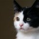 Animal Shelters for cats
