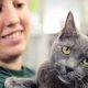 Animal Shelters in New York
