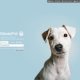 Best Pet Adoption Website
