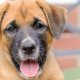Best Pet Adoption Websites