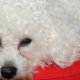 Bichon Frise dogs