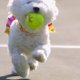 Bichon Frise Rescue FL