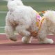 Bichon Frise Rescue Florida