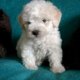 Bichon Puppies Rescue