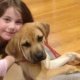 Dogs Rescue Groups in CT