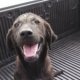 Dogs Rescue in Jacksonville FL