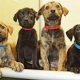 Dogs Shelters in Broward County