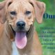 Duval County Animal Shelter