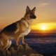 German Shepherd Jacksonville FL